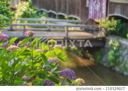 Photographing hydrangeas that look great in Kyoto's humid Gion during the rainy season 110329027