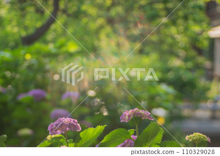 Photographing hydrangeas that look great in Kyoto's humid Gion during the rainy season 110329028