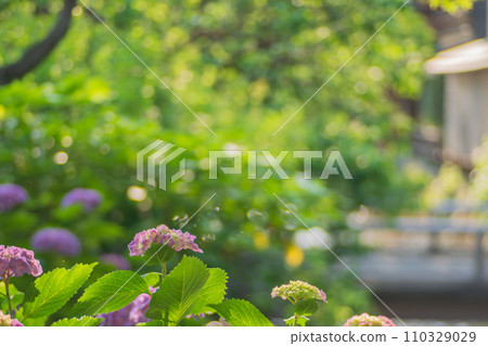 Photographing hydrangeas that look great in Kyoto's humid Gion during the rainy season 110329029