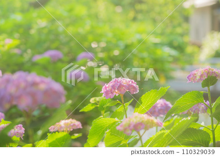 雨季時在京都潮濕的祗園拍攝美麗的繡球花 110329039