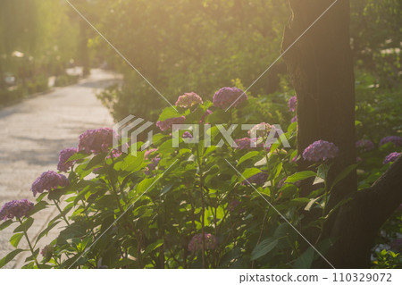 Photographing hydrangeas that look great in Kyoto's humid Gion during the rainy season 110329072