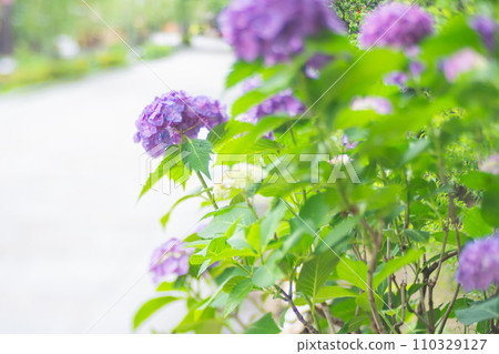 Photographing hydrangeas that look great in Kyoto's humid Gion during the rainy season 110329127