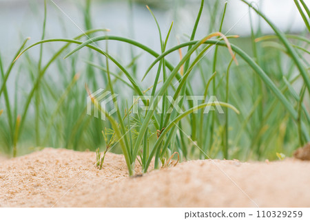 Organic onions grow in the garden in the summer on the suburban plot 110329259