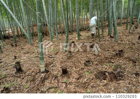 This photo shows the harvesting of bamboo shoots in Mt. Minamiyama, Kyoto Prefecture, which are in season. This photo shows the harvesting of bamboo shoots in Mt. Minamiyama, Kyoto Prefecture, which are in season. 110329283