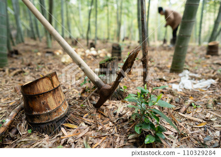 This photo shows the harvesting of bamboo shoots in Mt. Minamiyama, Kyoto Prefecture, which are in season. This photo shows the harvesting of bamboo shoots in Mt. Minamiyama, Kyoto Prefecture, which are in season. 110329284