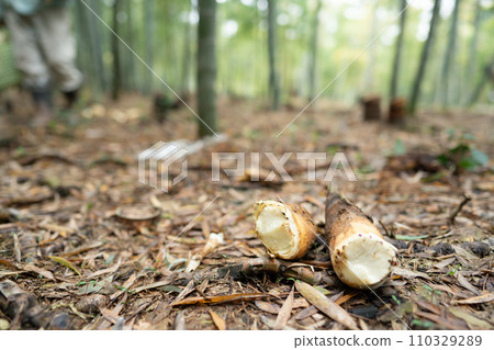 This photo shows the harvesting of bamboo shoots in Mt. Minamiyama, Kyoto Prefecture, which are in season. This photo shows the harvesting of bamboo shoots in Mt. Minamiyama, Kyoto Prefecture, which are in season. 110329289