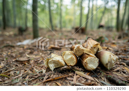 This photo shows the harvesting of bamboo shoots in Mt. Minamiyama, Kyoto Prefecture, which are in season. 110329290