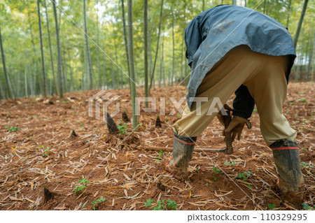 This photo shows the harvesting of bamboo shoots in Mt. Minamiyama, Kyoto Prefecture, which are in season. This photo shows the harvesting of bamboo shoots in Mt. Minamiyama, Kyoto Prefecture, which are in season. 110329295