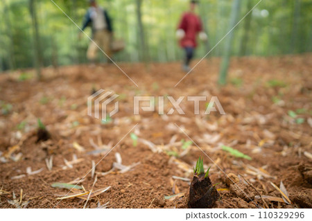 This photo shows the harvesting of bamboo shoots in Mt. Minamiyama, Kyoto Prefecture, which are in season. This photo shows the harvesting of bamboo shoots in Mt. Minamiyama, Kyoto Prefecture, which are in season. 110329296