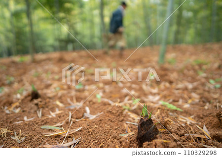 照片為京都府南山的竹筍採收時節。 照片為京都府南山的竹筍採收時節。 110329298
