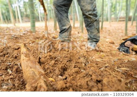 This photo shows the harvesting of bamboo shoots in Mt. Minamiyama, Kyoto Prefecture, which are in season. This photo shows the harvesting of bamboo shoots in Mt. Minamiyama, Kyoto Prefecture, which are in season. 110329304