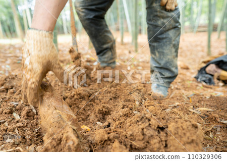 This photo shows the harvesting of bamboo shoots in Mt. Minamiyama, Kyoto Prefecture, which are in season. This photo shows the harvesting of bamboo shoots in Mt. Minamiyama, Kyoto Prefecture, which are in season. 110329306