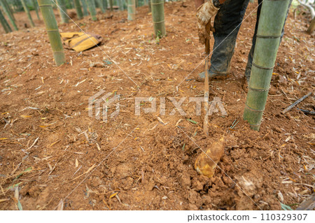 This photo shows the harvesting of bamboo shoots in Mt. Minamiyama, Kyoto Prefecture, which are in season. This photo shows the harvesting of bamboo shoots in Mt. Minamiyama, Kyoto Prefecture, which are in season. 110329307
