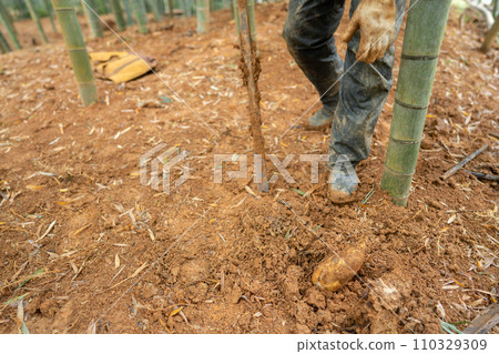 This photo shows the harvesting of bamboo shoots in Mt. Minamiyama, Kyoto Prefecture, which are in season. This photo shows the harvesting of bamboo shoots in Mt. Minamiyama, Kyoto Prefecture, which are in season. 110329309