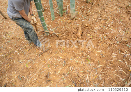 This photo shows the harvesting of bamboo shoots in Mt. Minamiyama, Kyoto Prefecture, which are in season. This photo shows the harvesting of bamboo shoots in Mt. Minamiyama, Kyoto Prefecture, which are in season. 110329310