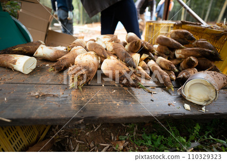 This photo shows the harvesting of bamboo shoots in Mt. Minamiyama, Kyoto Prefecture, which are in season. This photo shows the harvesting of bamboo shoots in Mt. Minamiyama, Kyoto Prefecture, which are in season. 110329323