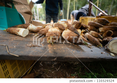 This photo shows the harvesting of bamboo shoots in Mt. Minamiyama, Kyoto Prefecture, which are in season. This photo shows the harvesting of bamboo shoots in Mt. Minamiyama, Kyoto Prefecture, which are in season. 110329324