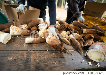 This photo shows the harvesting of bamboo shoots in Mt. Minamiyama, Kyoto Prefecture, which are in season. This photo shows the harvesting of bamboo shoots in Mt. Minamiyama, Kyoto Prefecture, which are in season. 110329325