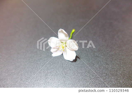 盛開的櫻花,櫻花,櫻花,櫻花,花瓣,染井吉野 盛開的櫻花,櫻花,櫻花,櫻花,花瓣,染井吉野 110329346
