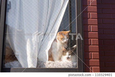 貓在窗戶上 110329401