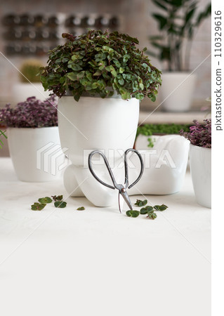 Human like ceramic flower planter with callisia Potted house plant as live stylizad hair Human like ceramic flower planter with callisia Potted house plant as live stylizad hair 110329616