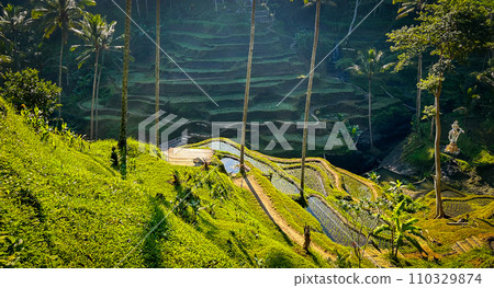 Tegalalang rice terraces in Bali, Indonesia Tegalalang rice terraces in Bali, Indonesia 110329874