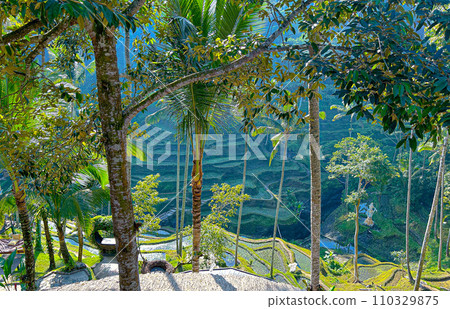 Natural landscape of Bali. Tegalalang rice terraces. 110329875
