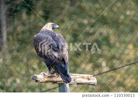 Japanese golden eagle in Tama Zoological Park 110330013