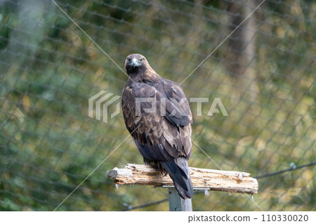 Japanese golden eagle in Tama Zoological Park Japanese golden eagle in Tama Zoological Park 110330020