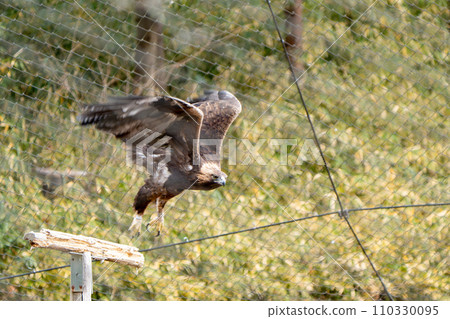 Japanese golden eagle in Tama Zoological Park 110330095
