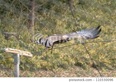 Japanese golden eagle in Tama Zoological Park 110330096