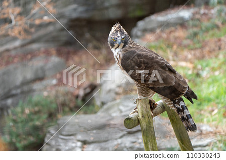 Bear eagle in Tama Zoological Park Bear eagle in Tama Zoological Park 110330243