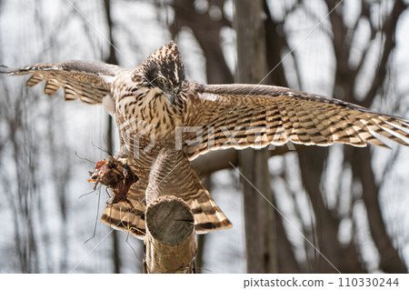 Bear eagle in Tama Zoological Park 110330244