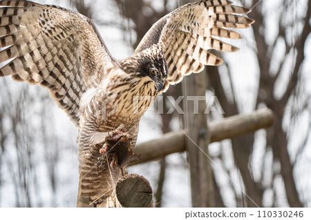多摩動物公園的熊鷹 多摩動物公園的熊鷹 110330246