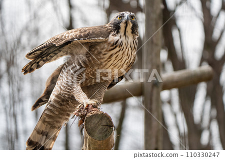 Bear eagle in Tama Zoological Park Bear eagle in Tama Zoological Park 110330247