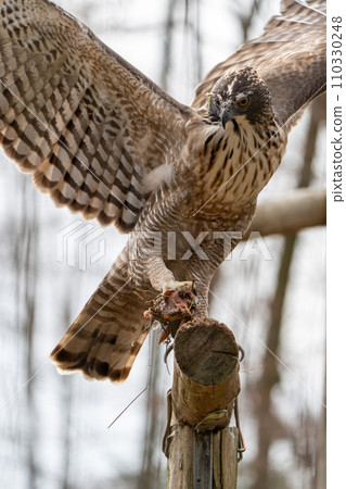 Bear eagle in Tama Zoological Park 110330248