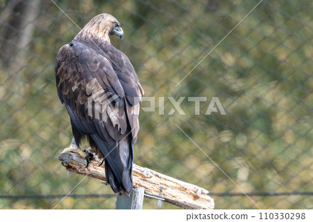 Japanese golden eagle in Tama Zoological Park Japanese golden eagle in Tama Zoological Park 110330298