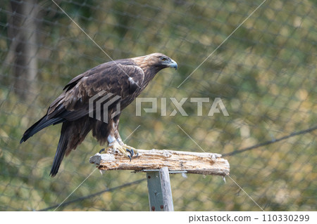 Japanese golden eagle in Tama Zoological Park Japanese golden eagle in Tama Zoological Park 110330299