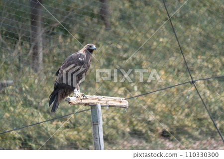 Japanese golden eagle in Tama Zoological Park Japanese golden eagle in Tama Zoological Park 110330300