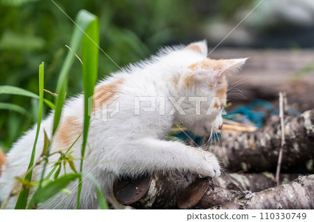 Free-spirited cats ~doing their best~ Free-spirited cats ~doing their best~ 110330749
