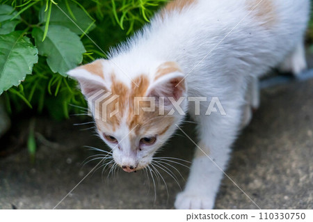 Free-spirited cats ~Standing~ Free-spirited cats ~Standing~ 110330750