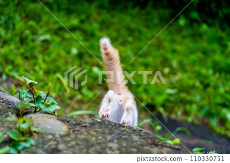 Free-spirited cats ~Escape~ Free-spirited cats ~Escape~ 110330751