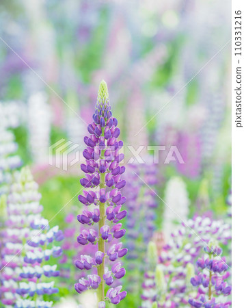 羽扇豆盛開的形象 羽扇豆盛開的形象 110331216