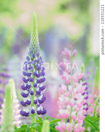 羽扇豆盛開的形象 羽扇豆盛開的形象 110331221