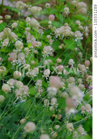 Silene Vulgaris 110331289