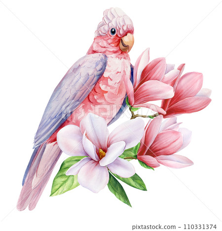 Beautiful pink bird cockatoo sitting on branch of spring magnolia flowers isolated background, watercolor hand-painted 110331374