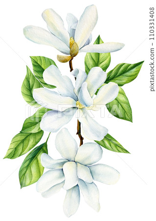 White Magnolia, beautiful branches with spring flowers, isolated white background in watercolor. Floral design elements 110331408