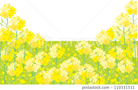 Rape blossoms scenery 110331511