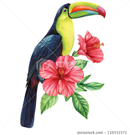 Tropical watercolor bird. Toucan, flowers and leaves. Exotic bird isolated on white background. Botanical illustration 110331571