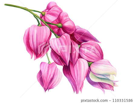 Pink tropical flowers, blooming branch. Watercolor botanical illustration on isolated background. Clerodendrum Thompson 110331586